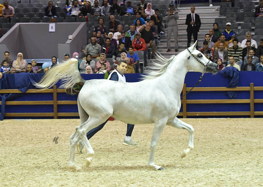 Fillies 2 Years: Pepita MAMS 