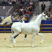 Fillies 2 Years: Pepita MAMS 