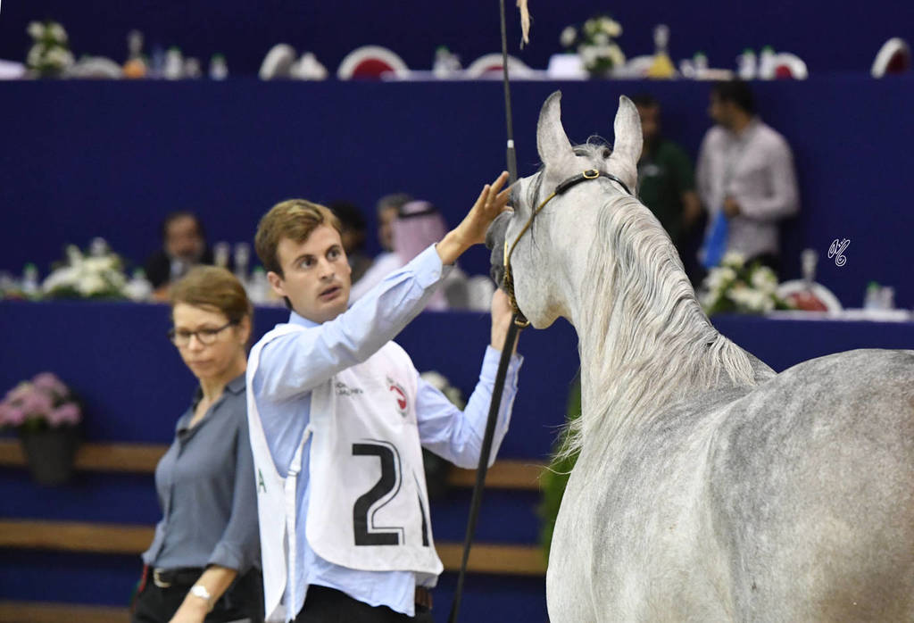 Fillies 2 Years: Marjana Menarastud 