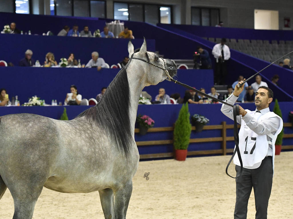 Fillies 2 Years: LB Kalifornia 