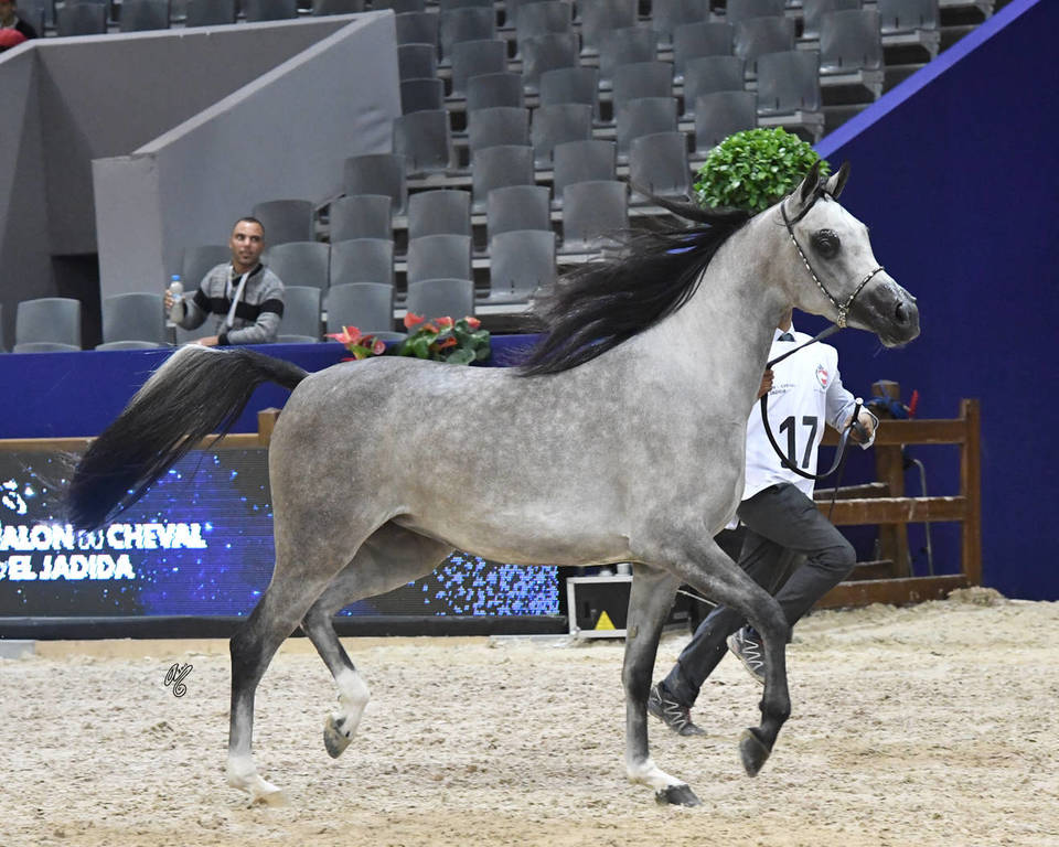 Fillies 2 Years: LB Kalifornia 