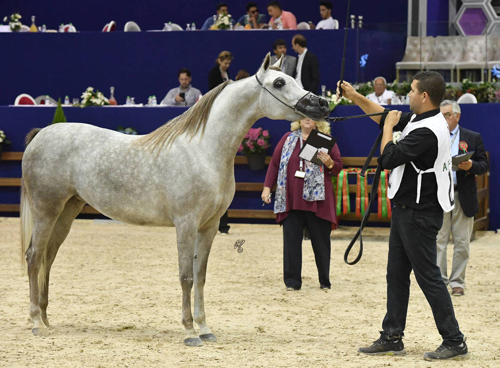 Fillies 2 Years: Emira MAMS