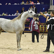 Fillies 2 Years: Emira MAMS