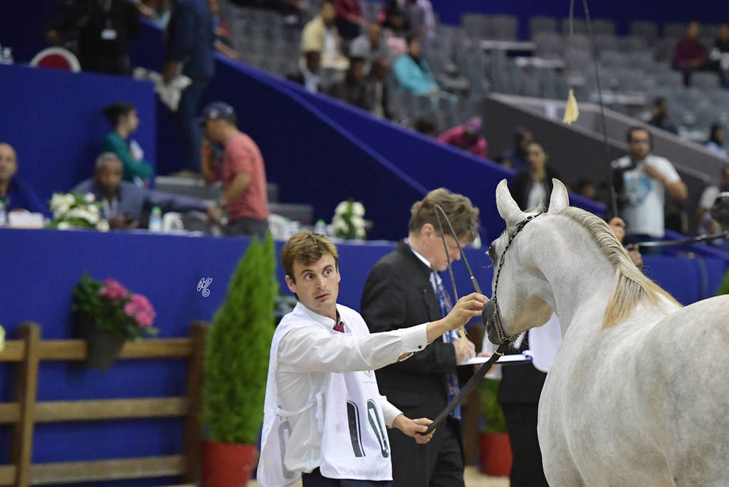 Yearling Filly: Shireen MAMS