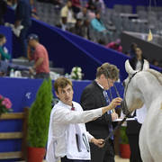 Yearling Filly: Shireen MAMS