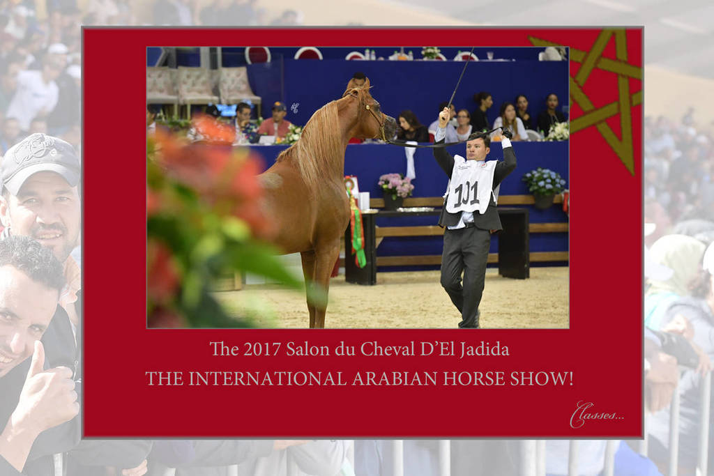 Lisa Abraham: The 2017 Salon du Cheval D'El Jadida: International Arabian Horse Show