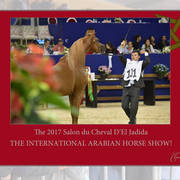 Lisa Abraham: The 2017 Salon du Cheval D'El Jadida: International Arabian Horse Show
