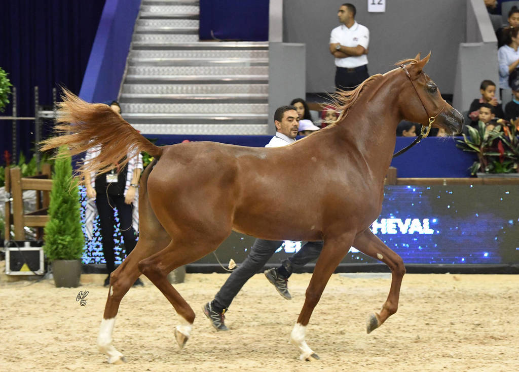 Fillies 2 Years: Longayria Des Aubues