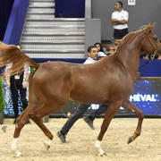 Fillies 2 Years: Longayria Des Aubues