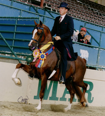 Culbreth Equine Training & Management