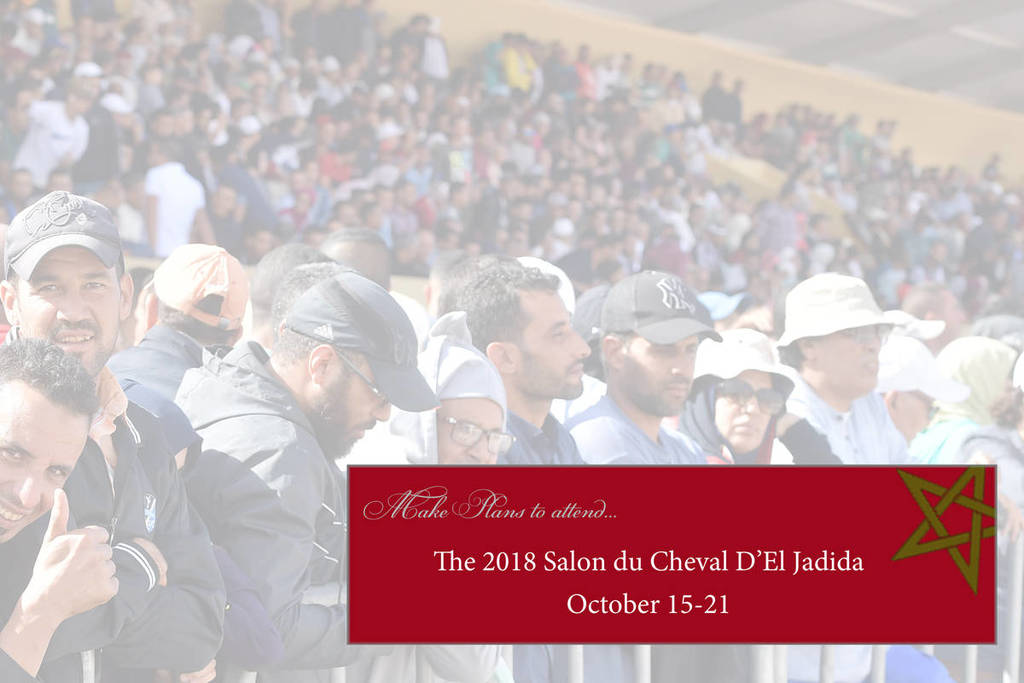 Lisa Abraham: The 2017 Salon du Cheval D'El Jadida: International Arabian Horse Show