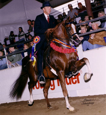 Culbreth Equine Training & Management