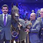 Lisa Abraham: The 2017 Arabian Horse World Championship Photo Album
