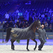 Lisa Abraham: The 2017 Arabian Horse World Championship Photo Album