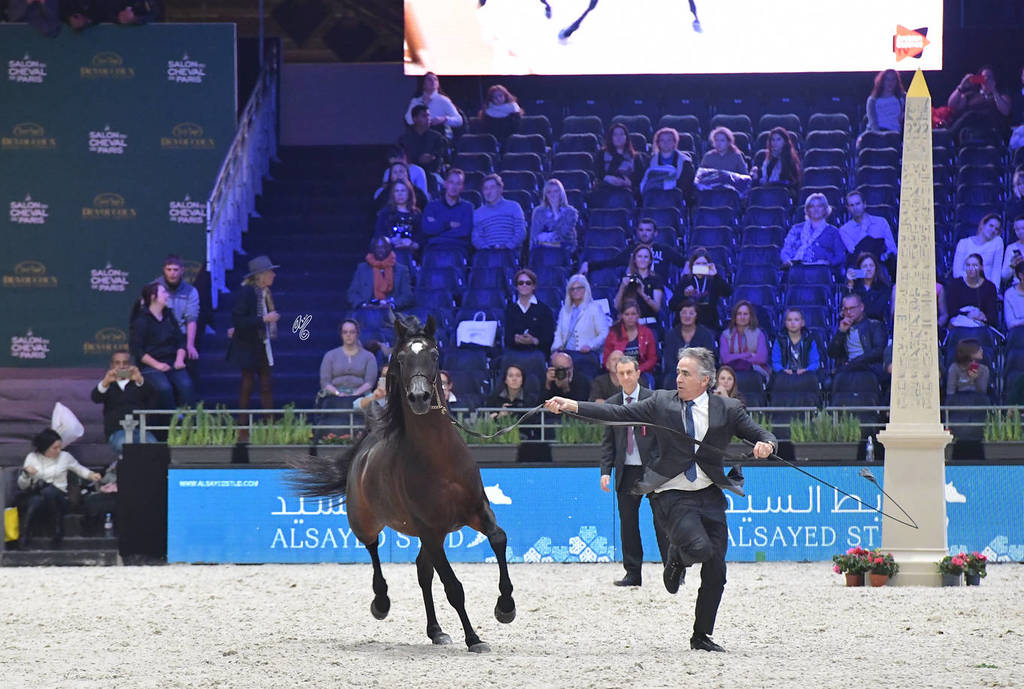 Lisa Abraham: The 2017 Arabian Horse World Championship Photo Album