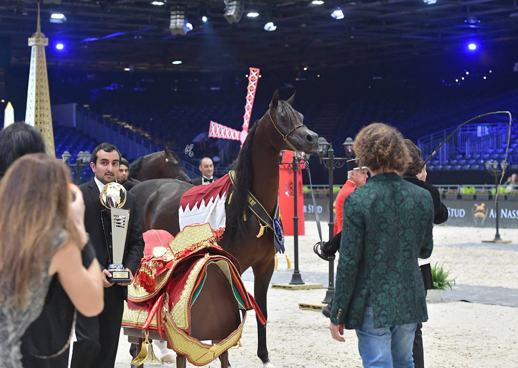 Gold Champion Senior Male: Wadee Al Shaqab (Marwan Al Shaqab X OFW Mishaahl)