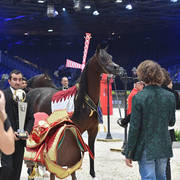 Gold Champion Senior Male: Wadee Al Shaqab (Marwan Al Shaqab X OFW Mishaahl)