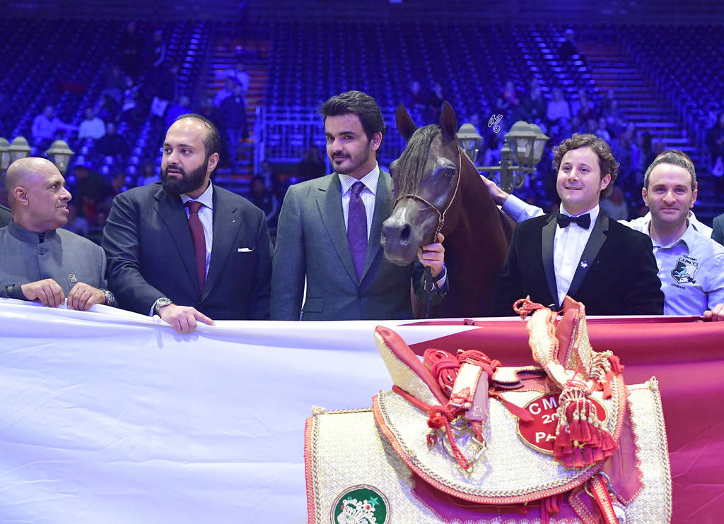 Gold Champion Senior Male: Wadee Al Shaqab (Marwan Al Shaqab X OFW Mishaahl)