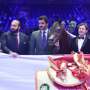 Gold Champion Senior Male: Wadee Al Shaqab (Marwan Al Shaqab X OFW Mishaahl)