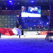 Gold Champion Senior Male: Wadee Al Shaqab (Marwan Al Shaqab X OFW Mishaahl)