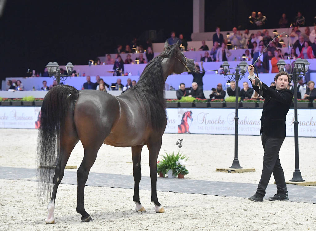 Gold Champion Senior Male: Wadee Al Shaqab (Marwan Al Shaqab X OFW Mishaahl)