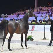 Gold Champion Senior Male: Wadee Al Shaqab (Marwan Al Shaqab X OFW Mishaahl)