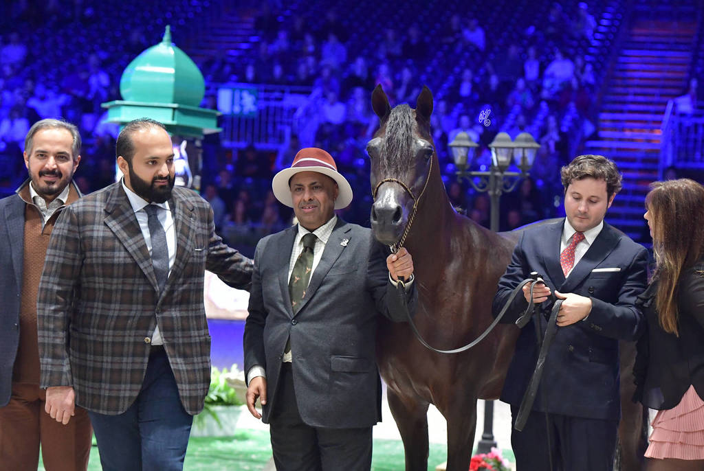 Gold Champion Senior Male: Wadee Al Shaqab (Marwan Al Shaqab X OFW Mishaahl)