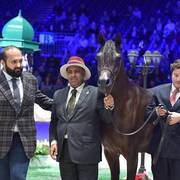 Gold Champion Senior Male: Wadee Al Shaqab (Marwan Al Shaqab X OFW Mishaahl)
