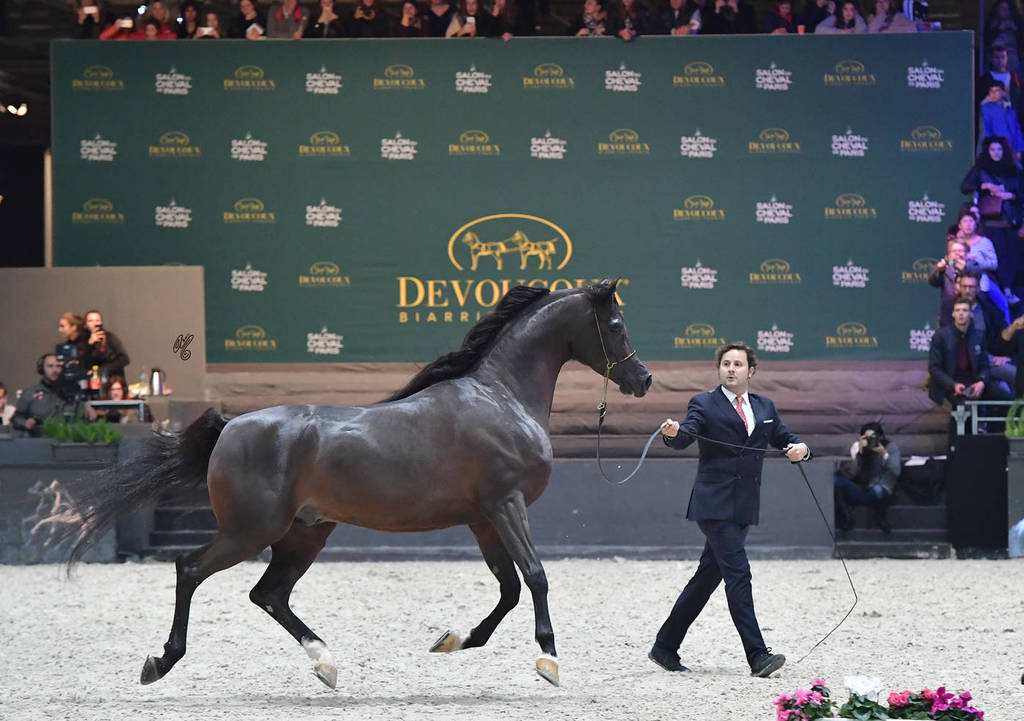 Gold Champion Senior Male: Wadee Al Shaqab (Marwan Al Shaqab X OFW Mishaahl)