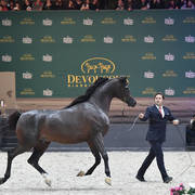 Gold Champion Senior Male: Wadee Al Shaqab (Marwan Al Shaqab X OFW Mishaahl)
