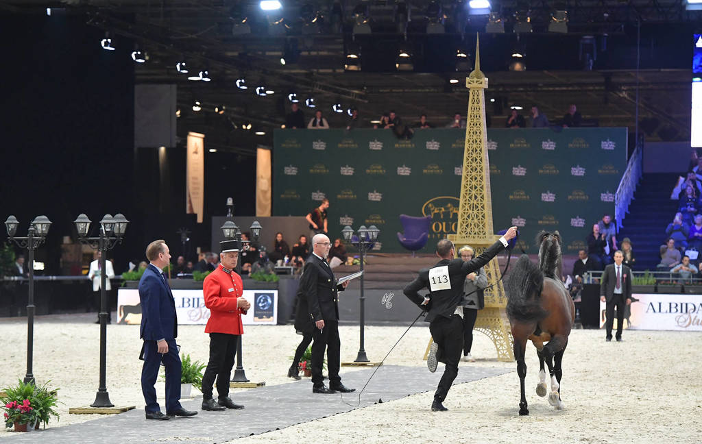 Silver Champion Senior Male: Equator (QR Marc X Ekliptyka) 