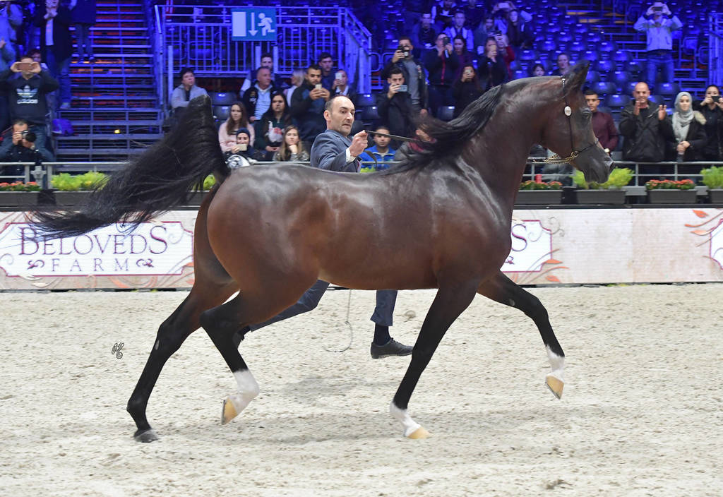 Silver Champion Senior Male: Equator (QR Marc X Ekliptyka) 