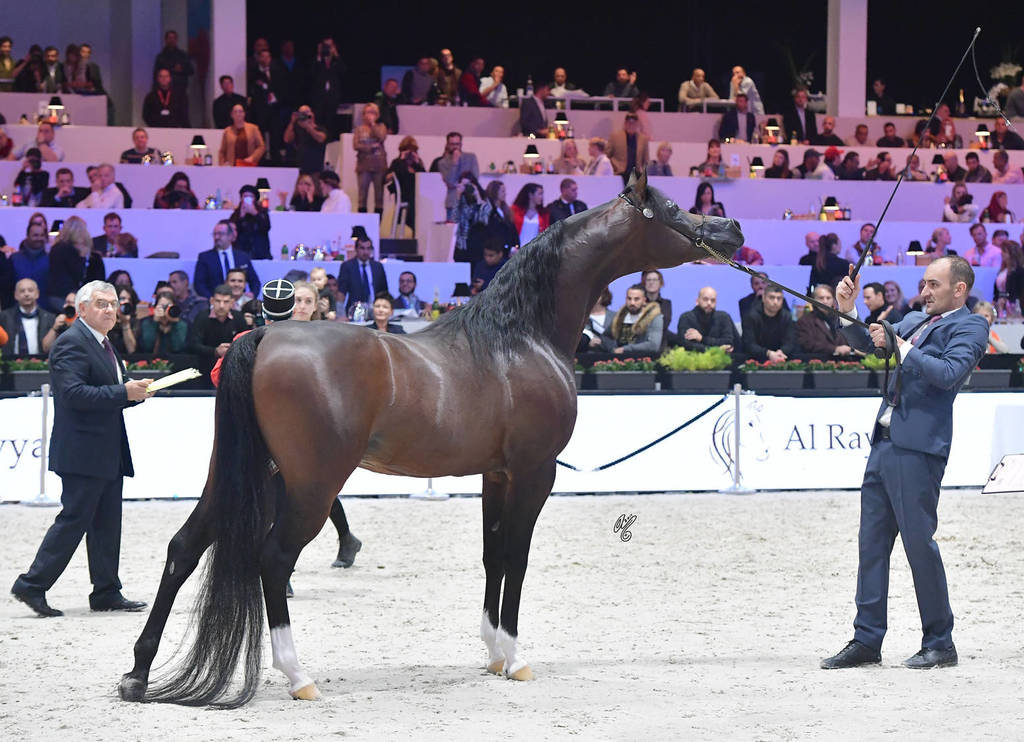 Silver Champion Senior Male: Equator (QR Marc X Ekliptyka) 