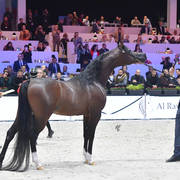 Silver Champion Senior Male: Equator (QR Marc X Ekliptyka) 