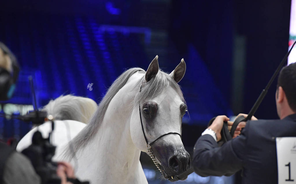 Bronze Champion Senior Male: Equiborn KA (QR Marc X Espadrilla)