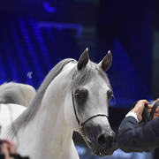 Bronze Champion Senior Male: Equiborn KA (QR Marc X Espadrilla)