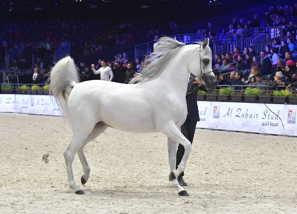 Bronze Champion Senior Male: Equiborn KA (QR Marc X Espadrilla)
