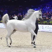 Bronze Champion Senior Male: Equiborn KA (QR Marc X Espadrilla)