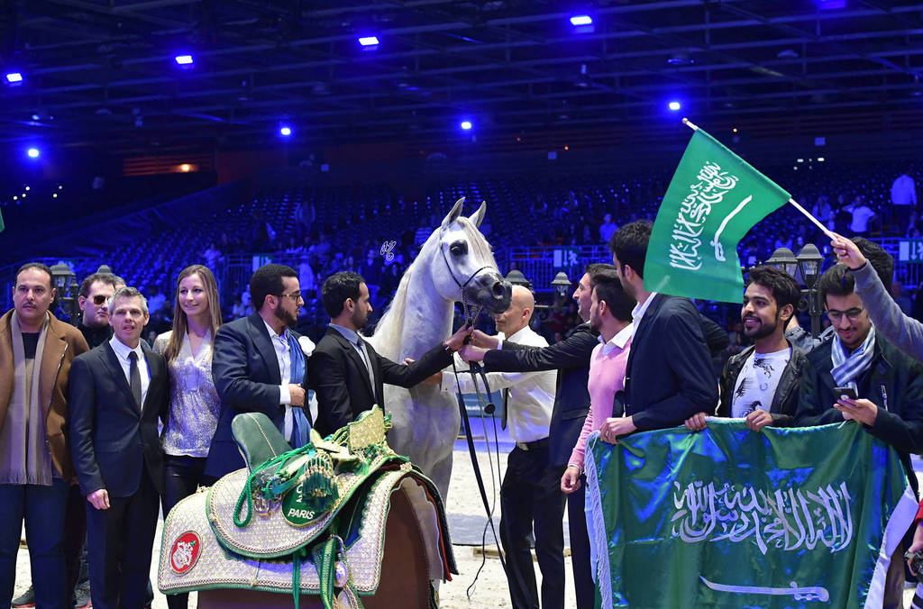 Gold Champion Junior Male:  Alexxanderr (Excalibur EA X AR Most Irresistible)