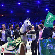 Gold Champion Junior Male:  Alexxanderr (Excalibur EA X AR Most Irresistible)