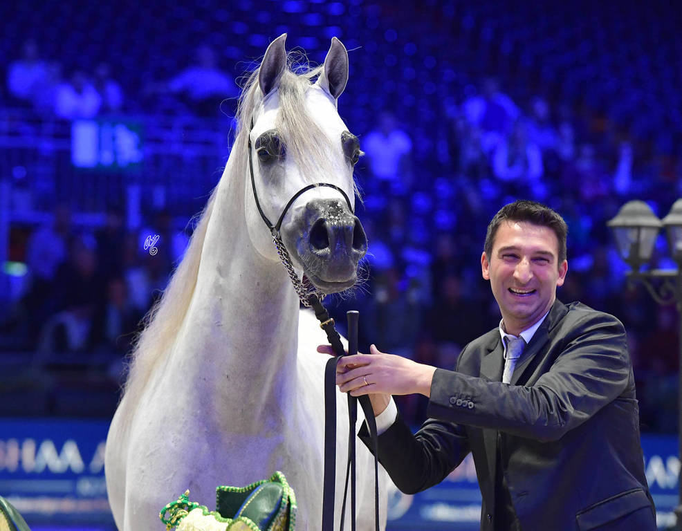 Gold Champion Junior Male:  Alexxanderr (Excalibur EA X AR Most Irresistible)