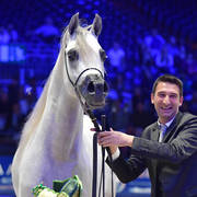 Gold Champion Junior Male:  Alexxanderr (Excalibur EA X AR Most Irresistible)