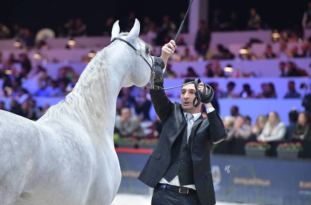 Gold Champion Junior Male:  Alexxanderr (Excalibur EA X AR Most Irresistible)