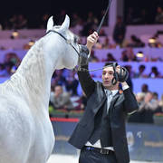 Gold Champion Junior Male:  Alexxanderr (Excalibur EA X AR Most Irresistible)