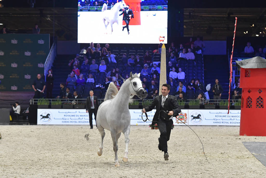 Gold Champion Junior Male:  Alexxanderr (Excalibur EA X AR Most Irresistible)