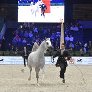 Gold Champion Junior Male:  Alexxanderr (Excalibur EA X AR Most Irresistible)