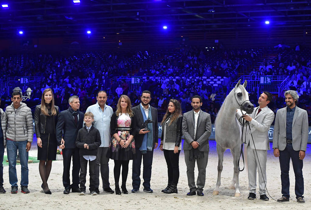 Gold Champion Junior Male:  Alexxanderr (Excalibur EA X AR Most Irresistible)