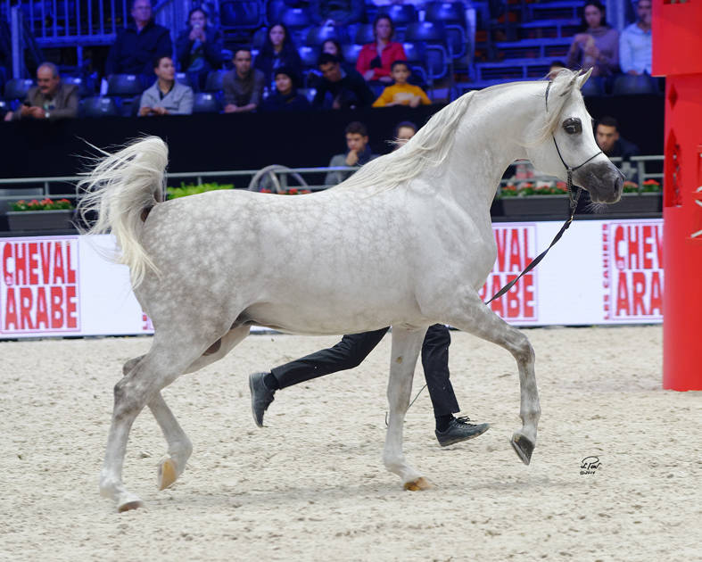 Silver Champion Junior Male: Fuerte (Shanghai EA X Frymuszka) Photo by Lidka Pawlowski 