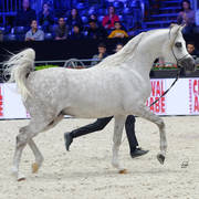 Silver Champion Junior Male: Fuerte (Shanghai EA X Frymuszka) Photo by Lidka Pawlowski 