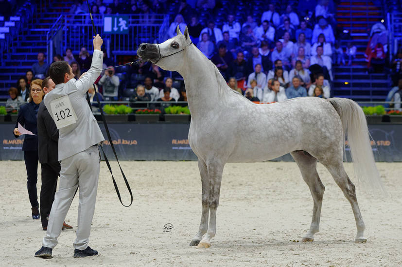 Silver Champion Junior Male: Fuerte (Shanghai EA X Frymuszka) Photo by Lidka Pawlowski 